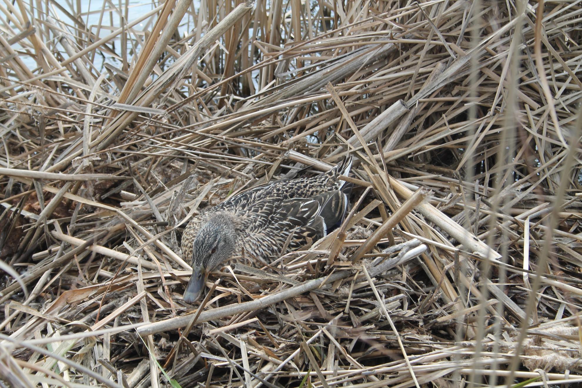 Peisaje... - harsany-aprilie2013-2591.JPG